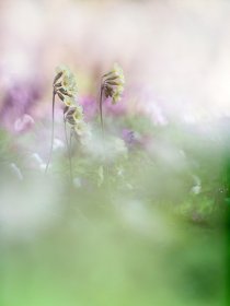 ExpositionPoesieFloraleDeLucPatureau_expo-patureau.jpg